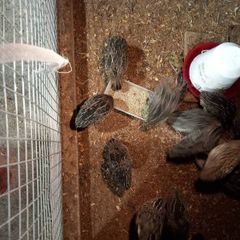 Quail
