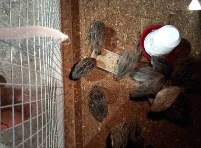 Quail