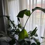 Mature Strelitzia Nicolai (Bird of Paradise) Houseplant Image 2