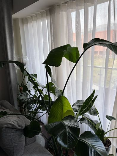 Mature Strelitzia Nicolai (Bird of Paradise) Houseplant