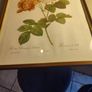 FRAMED PRINT STILL LIFE OF Bombay Co Collection "Rosa Damascena" By Pierre Redoute 1759-1840 Framed. Image 9