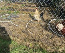 mixed breed roosters