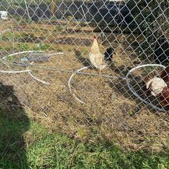 mixed breed roosters