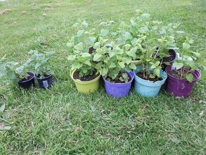 Lemon Balm Plant