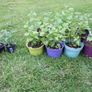 Lemon Balm Plant Image 3