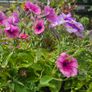 Large Hanging Baskets Image 4