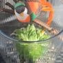 succulents Image 3