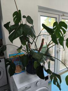 Swiss Cheese Plant