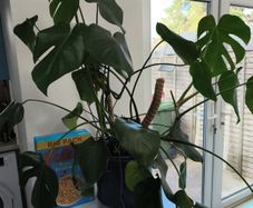 Swiss Cheese Plant
