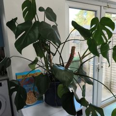 Swiss Cheese Plant