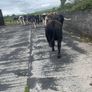 Pedigree Angus Bull Choice of two Image 9