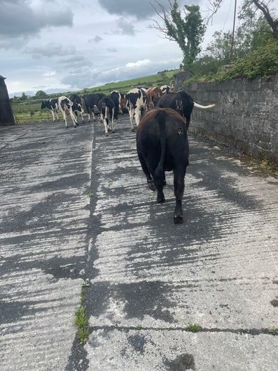 Pedigree Angus Bull Choice of two