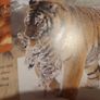 Big Cats Eyewonder Enter A World Of Discovery Image 6