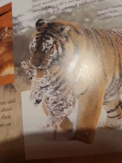 Big Cats Eyewonder Enter A World Of Discovery