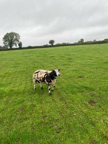 Dutch spotted hogget rams