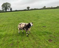 Dutch spotted hogget rams
