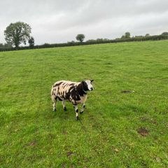 Dutch spotted hogget rams