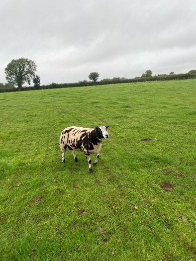 Dutch spotted hogget rams