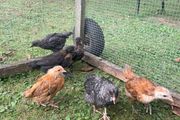 5 week old Chicks