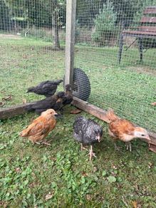 5 week old Chicks