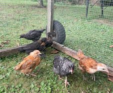 5 week old Chicks