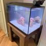 fish Image 3