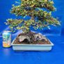Chinese Elm Bonsai Image 3