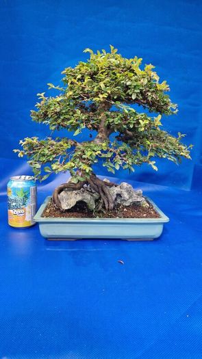 Chinese Elm Bonsai