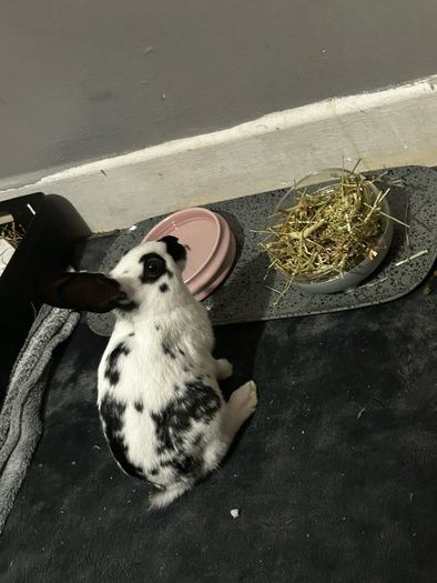 Bunny Rabbit Small Furries for adoption in Clondalkin, Dublin from shazzzz