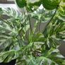 Artificial monstera Image 2