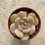 Succulents Image 7