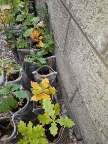 Oak Tree saplings