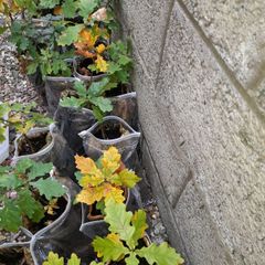 Oak Tree saplings