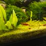 fish Image 2