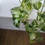 Manjula Pothos (Epipremnum aureum 'Manjula') Image 2