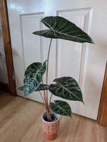 Alocasia Pink Dragon