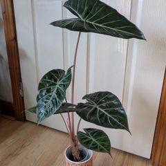 Alocasia Pink Dragon