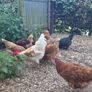 fertilised hatching eggs Image 5