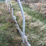 Polytunnel Image 3