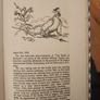 An Irishman's Diary. By Patrick Campbell. Illustrated By Ronaldsearle. First Edition Hardback With Dustjacket In Good Condition. Book In Good Condition.  Dustjacket Very Tatty. See Photos For Same. Image 6