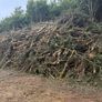 Mulching and tree shearing Image 3