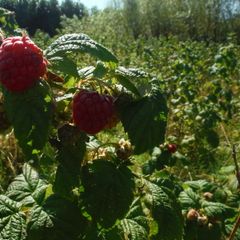 plants.Raspberry canes