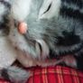 Sound making  Sleeping Cat toy Image 2