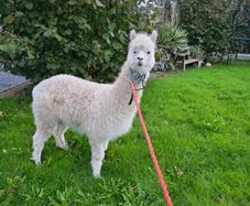 Alpaca