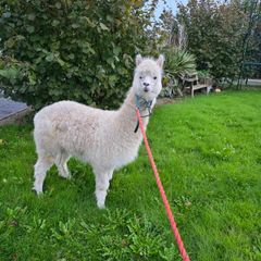 Alpaca