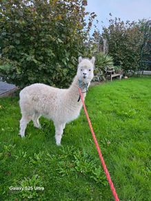 Alpaca