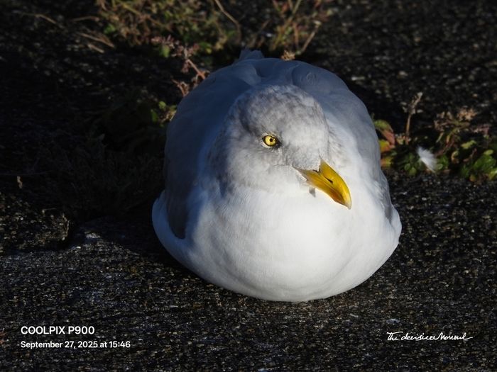 Nikon Coolpix P900