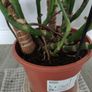 Monstera plant Image 4