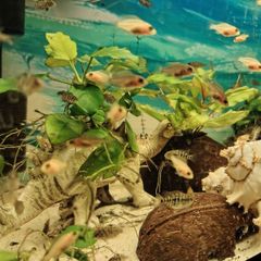 Fluval 60l
