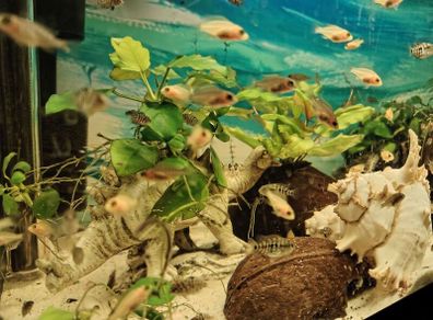 Fluval 60l